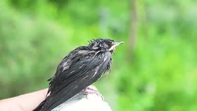 小鸟麻雀受伤的鸟视频的预览图